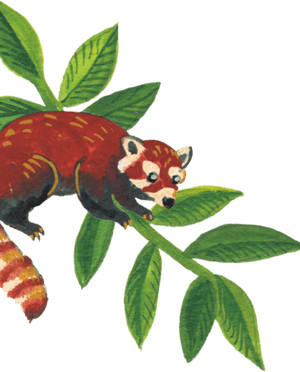 96º Squirrel Illustration