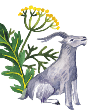 96º Fennel And Goat Illustration