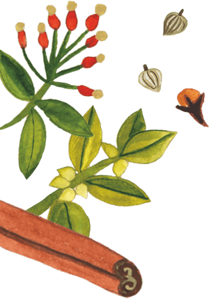 96º Spices Illustration