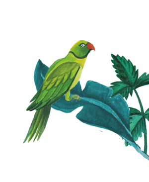 96º Green Parrot Illustration