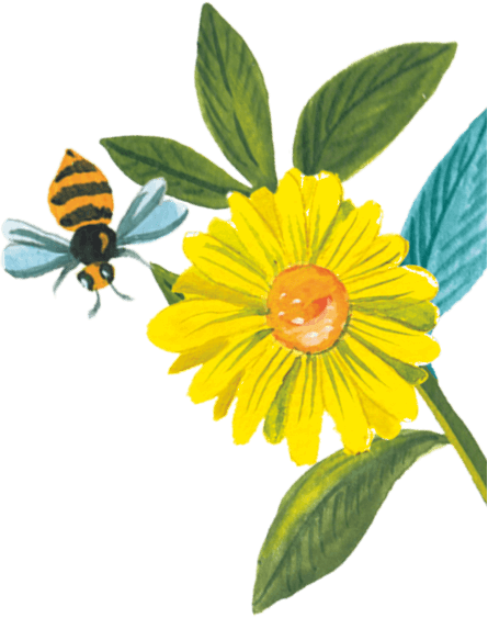 96° Chamomile Flower illustration